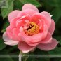 Fresh Heirloom Pink King s Double Slippy Peony Flower Seeds Al Pack 5 Seeds+