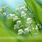 Fresh Campanula Rare White Bellflower Seeds Professional Pack 50 Seeds / Pack #TS037