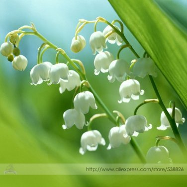 Fresh Campanula Rare White Bellflower Seeds Professional Pack 50 Seeds / Pack #TS037