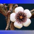 Fresh Stapelianthus Arenarius Perennial Woody Seeds 20 Seeds / Pack
