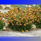 Fresh Calceolaria Uniflora Flower Seeds 30 Seeds/Pack Lady s Purse Slipper Flowers