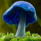 Fresh Entoloma Hochstetteri Tropical Fungus Seeds 20 Seeds/Pack Perenial Blue