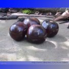 Fresh USA Indigo Rose Blue Tomato Seeds 100 Seeds / Pack Heirloom Fruit