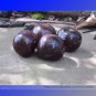 Fresh USA Indigo Rose Blue Tomato Seeds 100 Seeds / Pack Heirloom Fruit