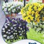 Fresh Hanging Pansy Mixed White Yellow Purple Seeds 20 Seeds/Pack Best Choice