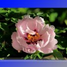 Fresh Pink Monopetalous Peony with Red Spot Heart Seeds 5 Seeds . Pack Flowers