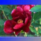 Fresh Dark Red Monopetalous Louyang Peony Flower Seeds 5 Seeds Fragrant Peony Flower