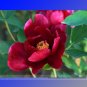 Fresh Dark Red Monopetalous Louyang Peony Flower Seeds 5 Seeds Fragrant Peony Flower
