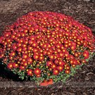 Fresh Edana Red Chrysanthemum Flower Seeds 50 Seeds / Pack African Daisy