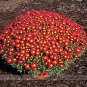 Fresh Edana Red Chrysanthemum Flower Seeds 50 Seeds / Pack African Daisy