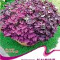 Fresh 1 Original Pack 2 seeds / pack Red Woodsorrel Oxalis Corymbosa Flower Seed