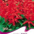 Fresh 30 Seeds/Pack Salvia RED ROCKET HOT JAZZ Salvia Splendens Height up to 60cm