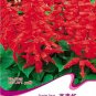 Fresh 30 Seeds/Pack Salvia RED ROCKET HOT JAZZ Salvia Splendens Height up to 60cm