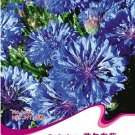 Fresh 1 Original Pack 50 seeds / pack TALL BLUE BACHELORS BUTTON CORNFLOWER Seeds