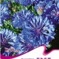 Fresh 1 Original Pack 50 seeds / pack TALL BLUE BACHELORS BUTTON CORNFLOWER Seeds
