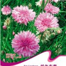 Fresh 1 Original Pack 50 seeds / pack TALL Pink BACHELORS BUTTON CORNFLOWER Seeds