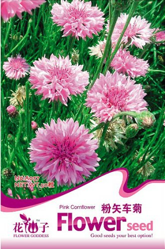 Fresh 1 Original Pack 50 seeds / pack TALL Pink BACHELORS BUTTON CORNFLOWER Seeds