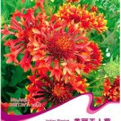 Fresh 30 Seeds/Pack Gaillardia Pulchella Sundance Seeds Blanket Flower
