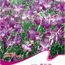 Fresh 20 Seeds/Pack Purple CORN COCKLES Seeds Agrostemma githago Milas Rose