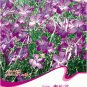 Fresh 20 Seeds/Pack Purple CORN COCKLES Seeds Agrostemma githago Milas Rose