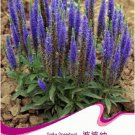 Fresh 1 Original Pack 50 seeds / pack Veronica Spicata Speedwell Flower Seeds #A049