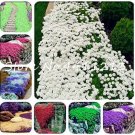 Fresh 100PCS Creeping Thyme Seeds Mixed 8 Colors