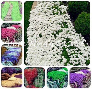 Fresh 100PCS Creeping Thyme Seeds Mixed 8 Colors