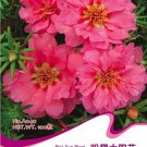 Fresh 100 Seeds/Pack Pink Portulaca Grandiflora Seeds grown Moss Rose Sun Flowers
