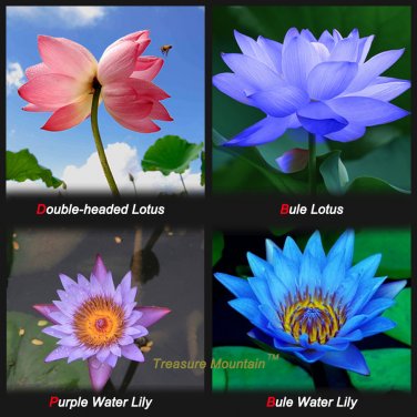Fresh Lotus Seeds Four Color Blue Purple Red Dark Blue 4 Pack Each Pack 10 Seeds