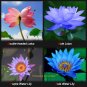 Fresh Lotus Seeds Four Color Blue Purple Red Dark Blue 4 Pack Each Pack 10 Seeds