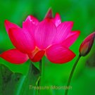 Fresh 1 seed / pack Purely Red Nelumbo Nucifera China Lotus Pad Flower Pond Seeds