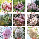 Fresh 9 Colors Cherry Blossom Flower Seeds Oriental Cherry Sakura Seeds