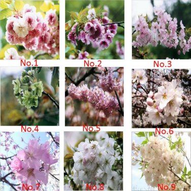 Fresh 9 Colors Cherry Blossom Flower Seeds Oriental Cherry Sakura Seeds