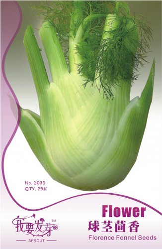 Fresh 25 Seeds/Pack New Bulbing Fennel Foeniculum Vulgare Dulce Finale Seeds