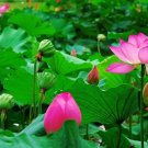 Fresh 40 Seeds/Pack New Nelumbo Nucifera Lotus Nut Seeds Aquatic s Edible Lotus Seeds