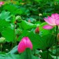 Fresh 40 Seeds/Pack New Nelumbo Nucifera Lotus Nut Seeds Aquatic s Edible Lotus Seeds