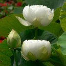 Fresh 40 Seeds / Pack New Fresh Nelumbo Nucifera White Lotus Seeds Aquatic
