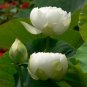 Fresh 40 Seeds / Pack New Fresh Nelumbo Nucifera White Lotus Seeds Aquatic