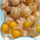 Fresh 50 Seeds/Pack Perennial Physalis Cape Gooseberry Seeds Chinese Lantern