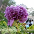 Fresh Strong Purple Peony Tree Queen Flower Seeds 5 Seeds Luoyang Chinese Peony