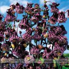 Fresh Double Pleat Blackberry Columbine 20 Seeds Deep Violet Blooms Edged in White