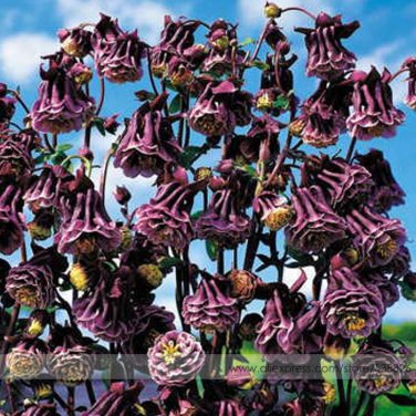 Fresh Double Pleat Blackberry Columbine 20 Seeds Deep Violet Blooms Edged in White
