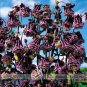 Fresh Double Pleat Blackberry Columbine 20 Seeds Deep Violet Blooms Edged in White