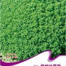 Fresh Super Small Thin Leaf Basil Fine Minette Seeds 30 Seeds