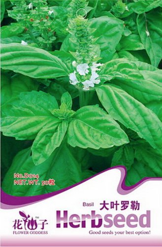 Fresh Large Leaf Sweet Basil Seeds 50 Seeds Saint Josephs Wort Ocimum Basilicum