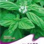Fresh Large Leaf Sweet Basil Seeds 50 Seeds Saint Josephs Wort Ocimum Basilicum