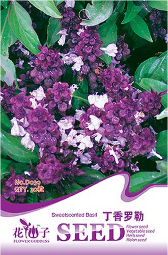 Fresh Fragrant Demure Thai Basil with a Licorice Accent Seeds 30 Seeds Heady Basil