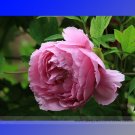 Fresh Pink Peony Tree Feng Xia Flower Seeds 5 Seeds/Pack Shrub Flower