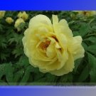 Fresh Heirloom Light Fragrant Yellow Peony Flower Seeds 5 Seeds / Pack Flower