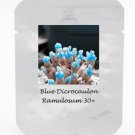 Fresh 30 seeds / pack Blue Dicrocaulon Ramulosum Incredible Succulent Seed